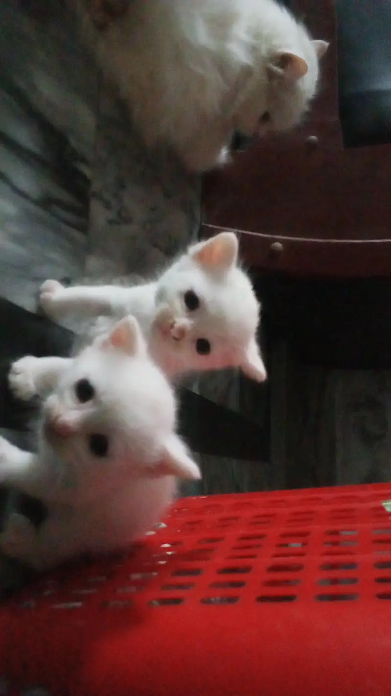 Persian kittens — photo 5