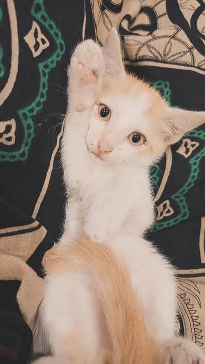 Adorable White & Orange Mixed-Breed Kitten Looking for a New Home