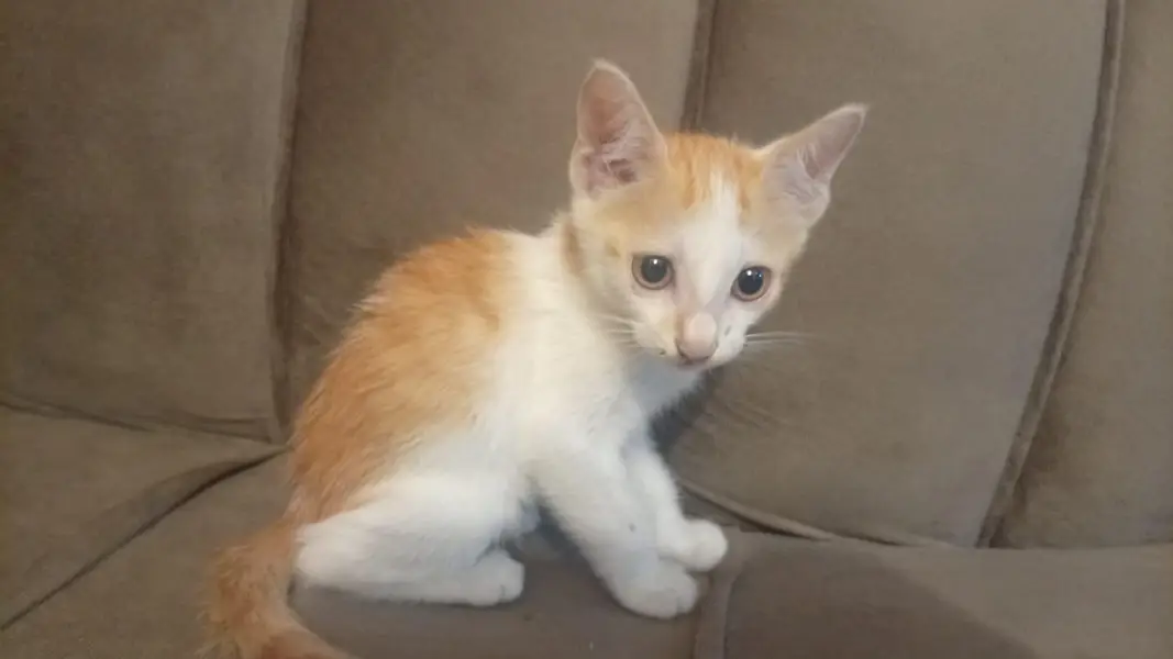 Adorable White & Orange Mixed-Breed Kitten Looking for a New Home — photo 2