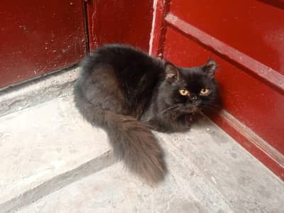 Male Cat for Adoption