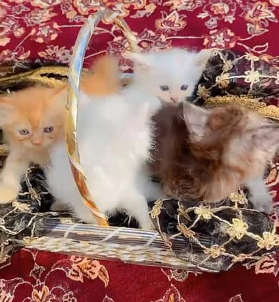 Persian Triple Coat kittens