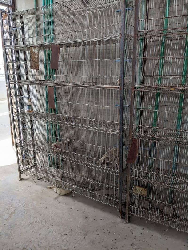 Bird cages 0