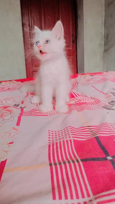 for sale