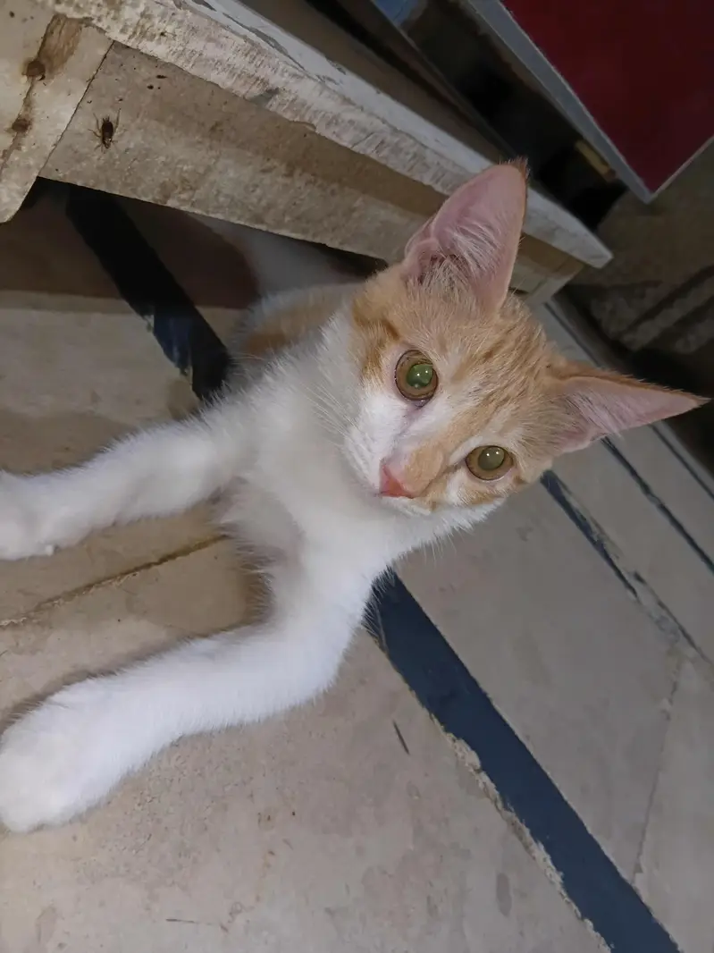 4 months 4 kittens , friendly — photo 2