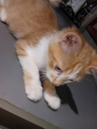 4 months 4 kittens , friendly
