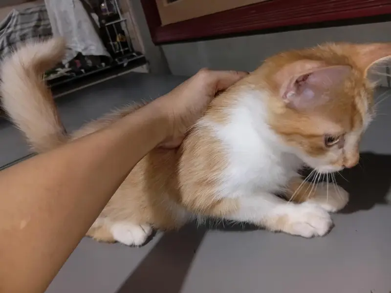 4 months 4 kittens , friendly — photo 3