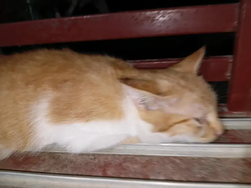 4 months 4 kittens , friendly — photo 4