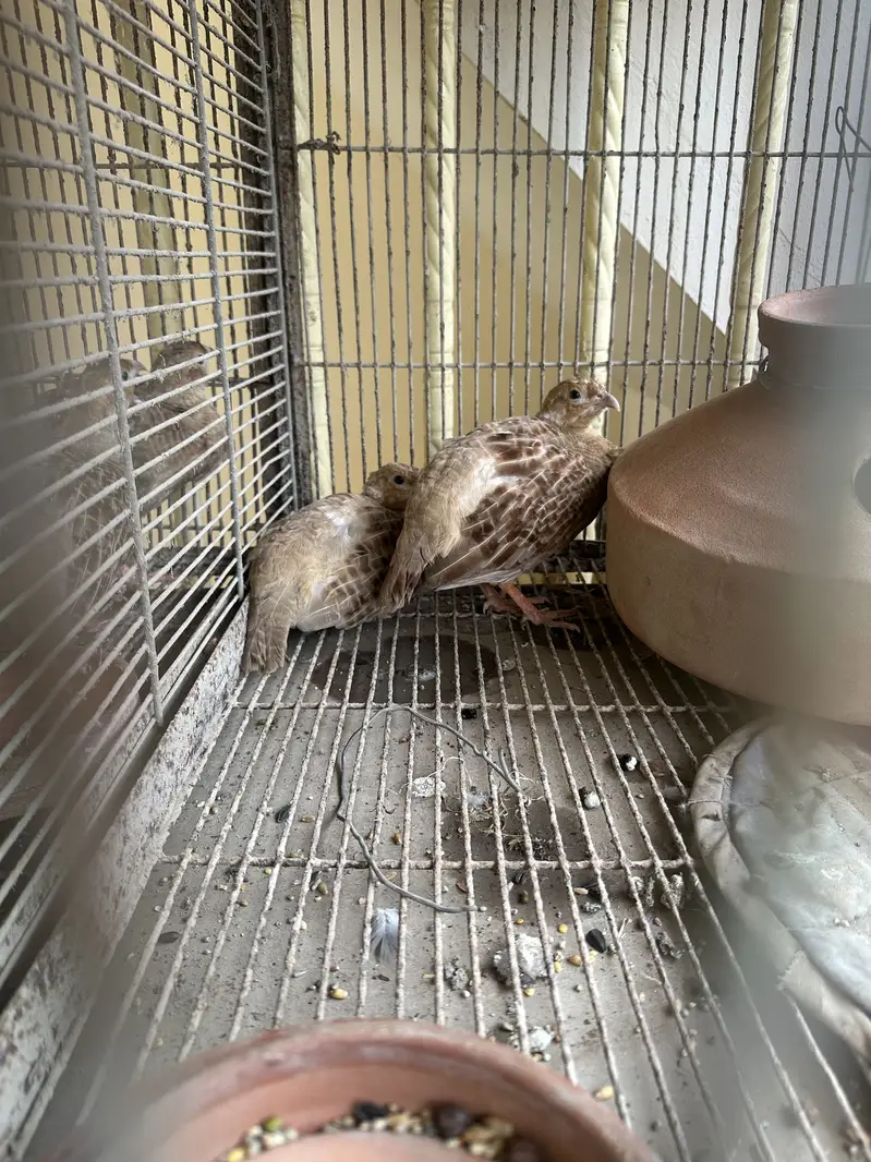 2 pair white cross chicks — photo 2