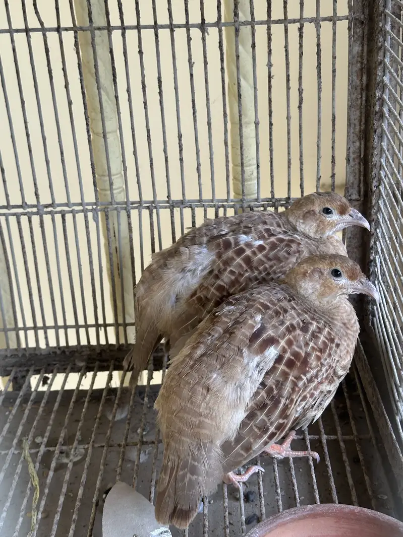 2 pair white cross chicks — photo 4