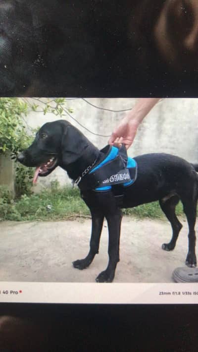 Guard dog ha jo achy paisy lagaye ga Usko du ga