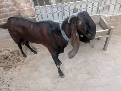 pure nagra bakra