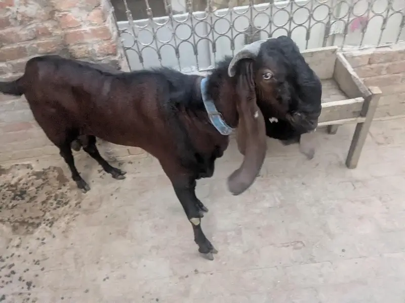 pure nagra bakra