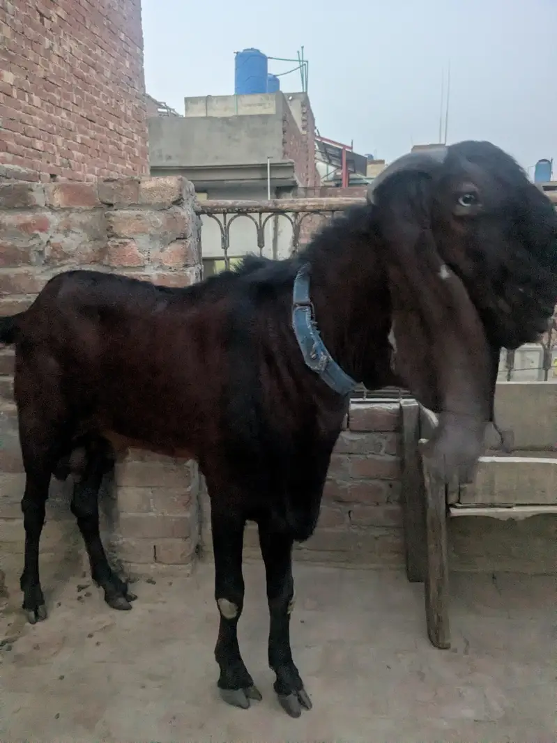 pure nagra bakra — photo 2