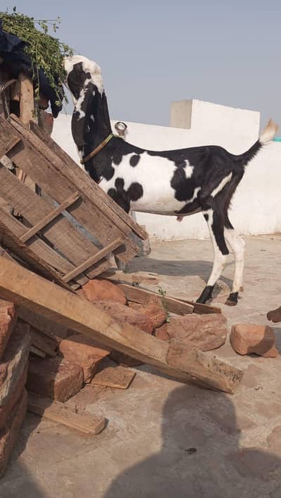 2 daant abluk bakra for sale.