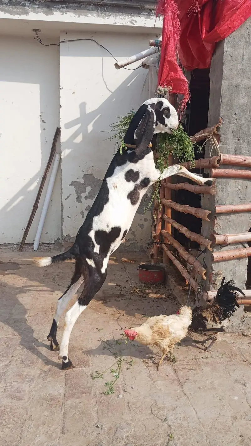 2 daant abluk bakra for sale. — photo 2