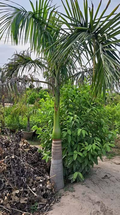 foxtail or malaysian Palm trees for sale 16 inch