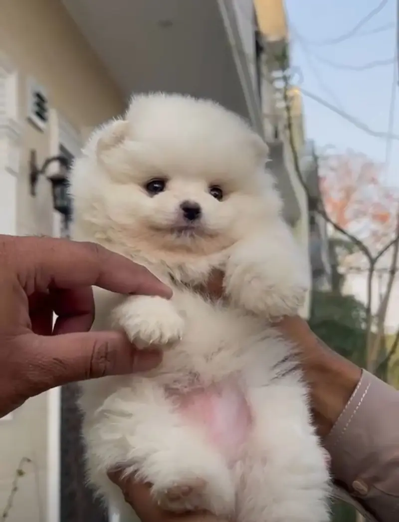 pomeranin pedigree microchiped — photo 3