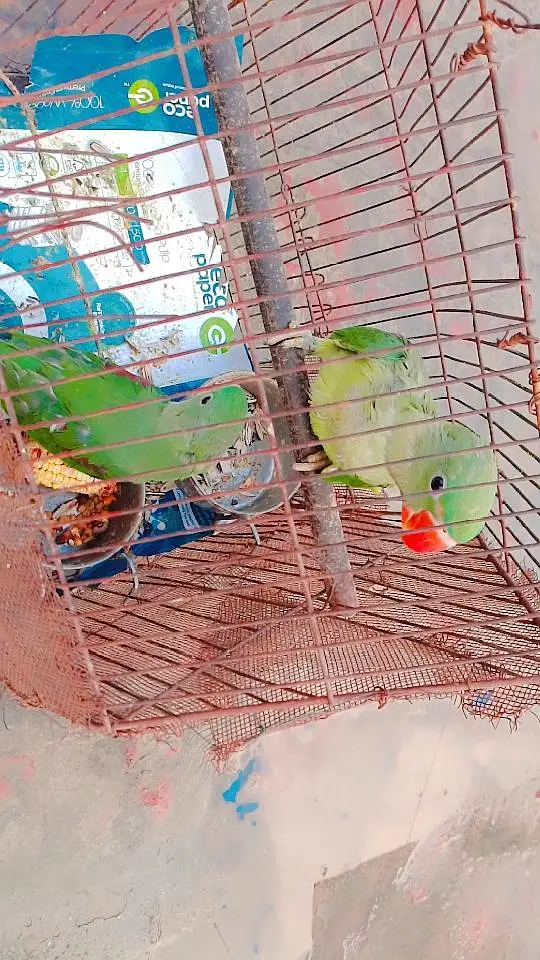 Raw breader pair very good breeding history home bread full setup — photo 2