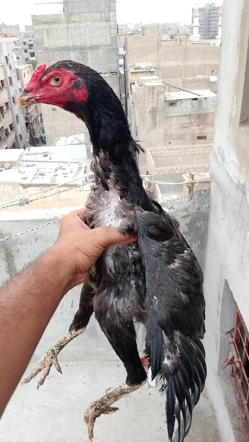 Long Height Patha Available 0