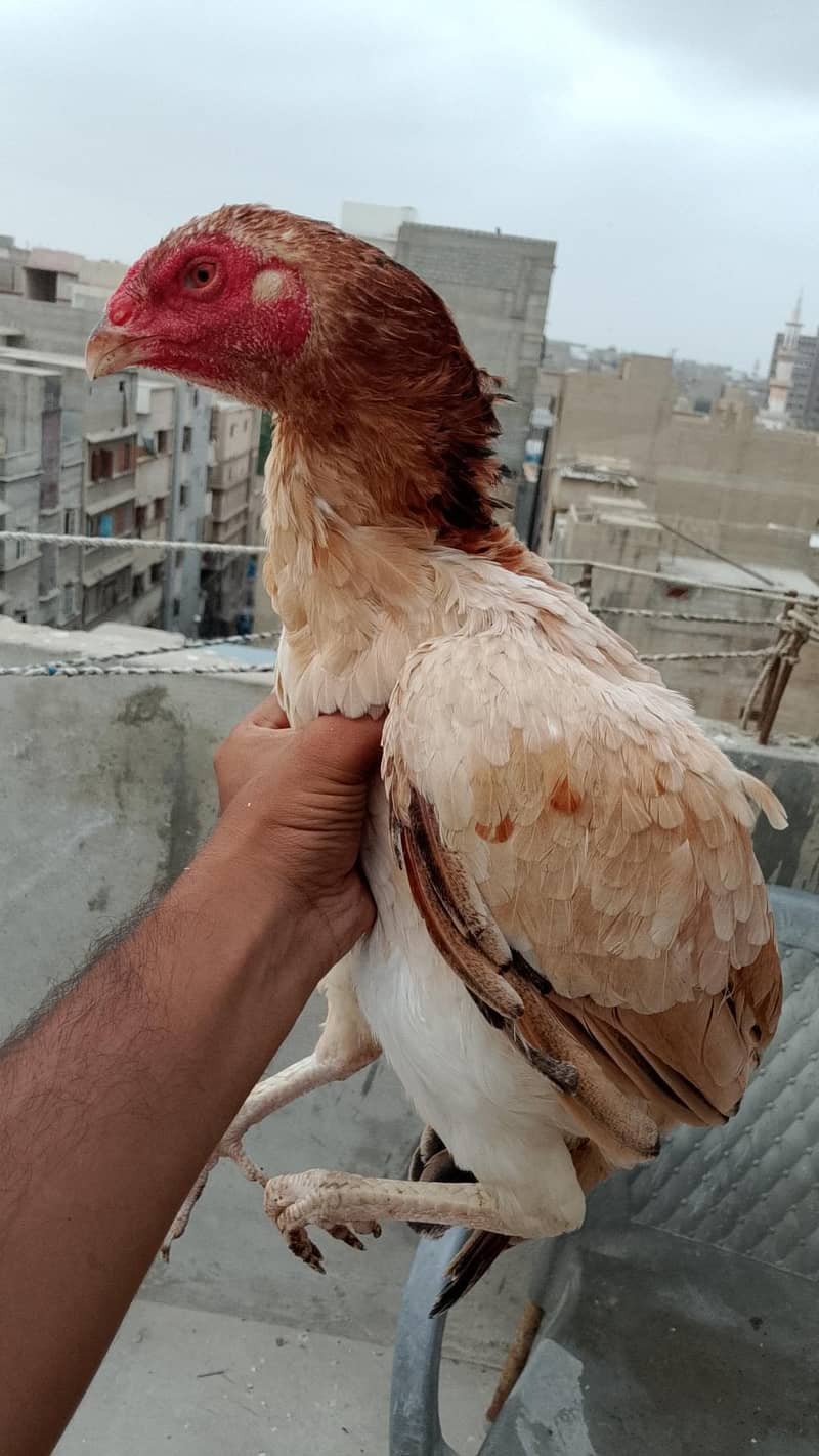 Long Height Patha Available 1