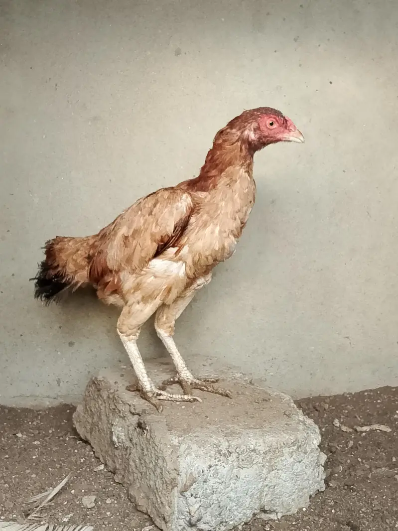 Long Height Patha Available — photo 3