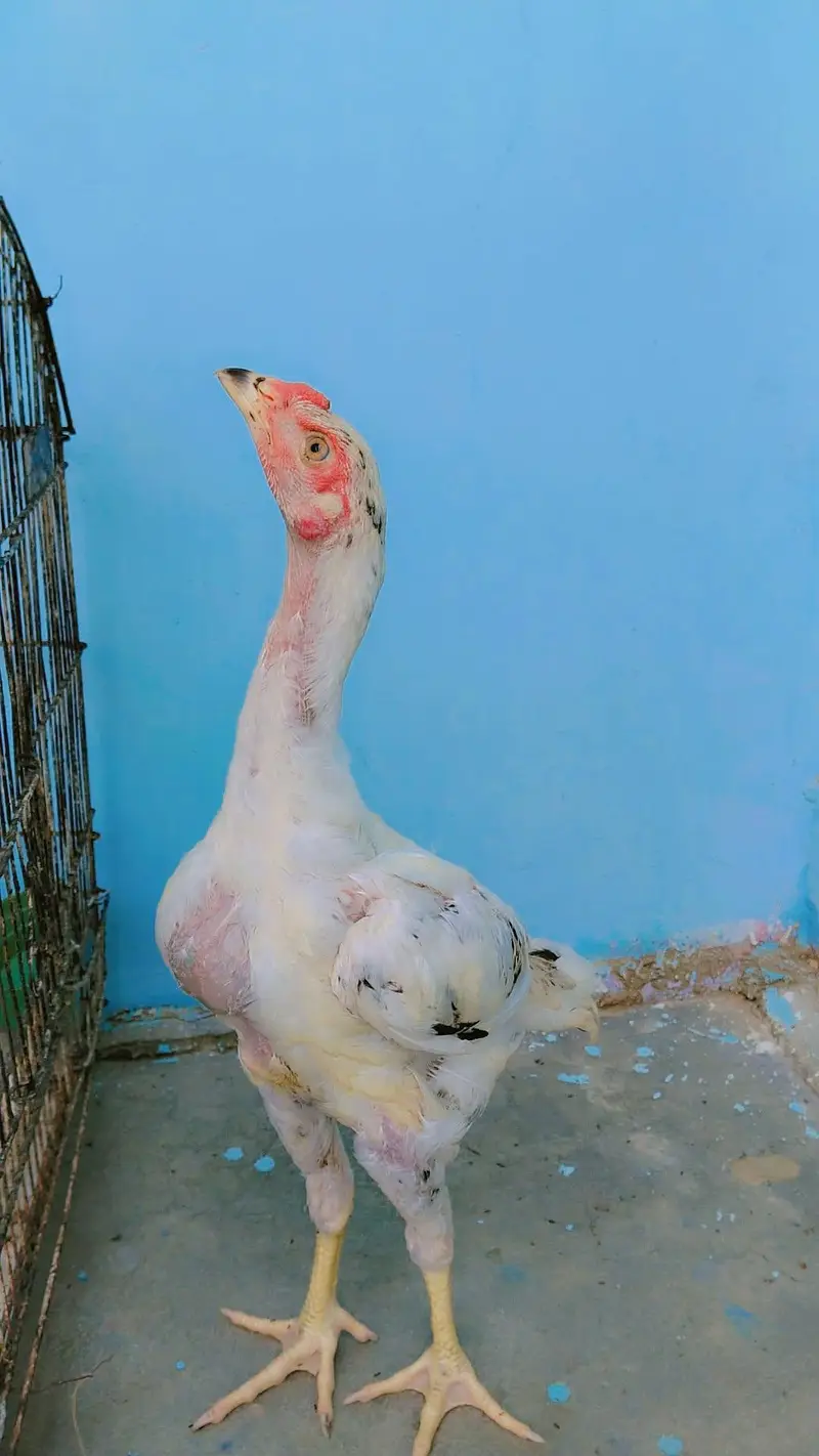 Aseel pair — photo 2