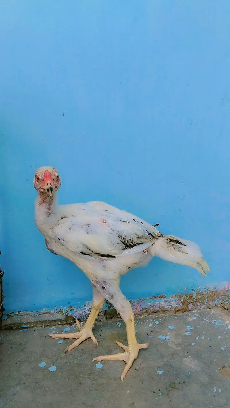 Aseel pair — photo 5