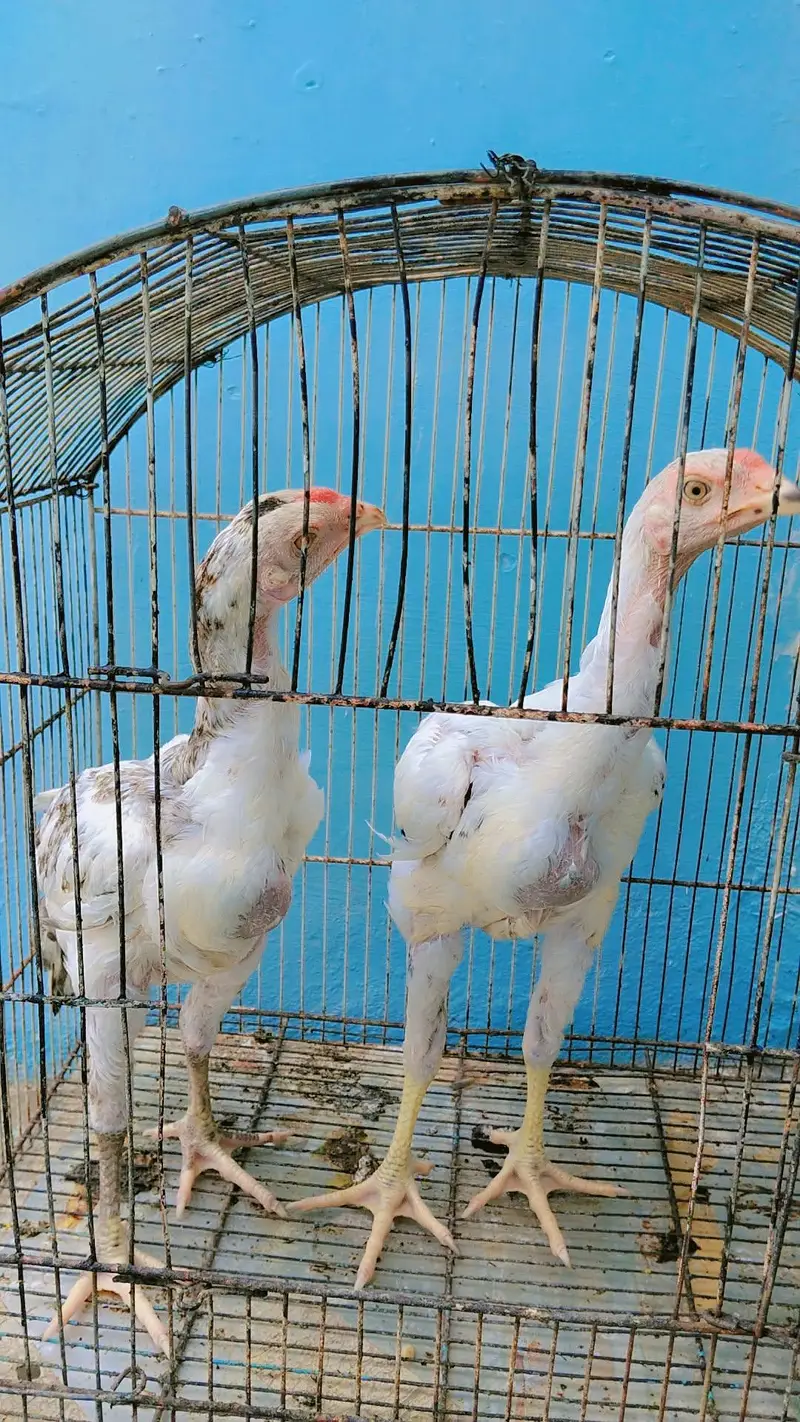 Aseel pair — photo 7