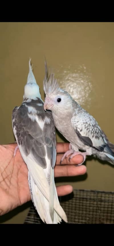 Hand tame cocktail