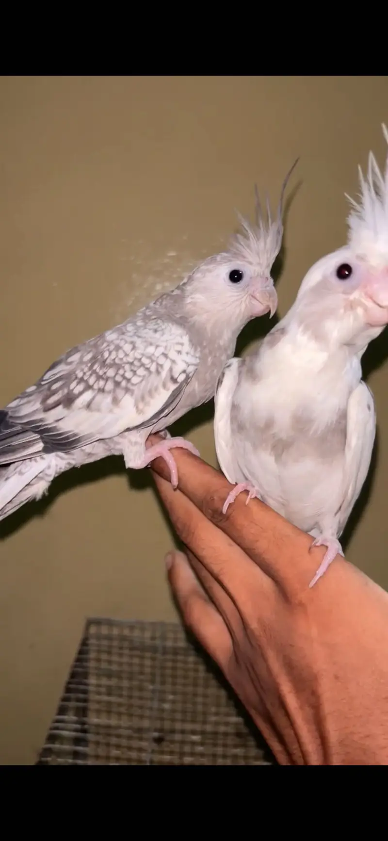 Hand tame cocktail — photo 3