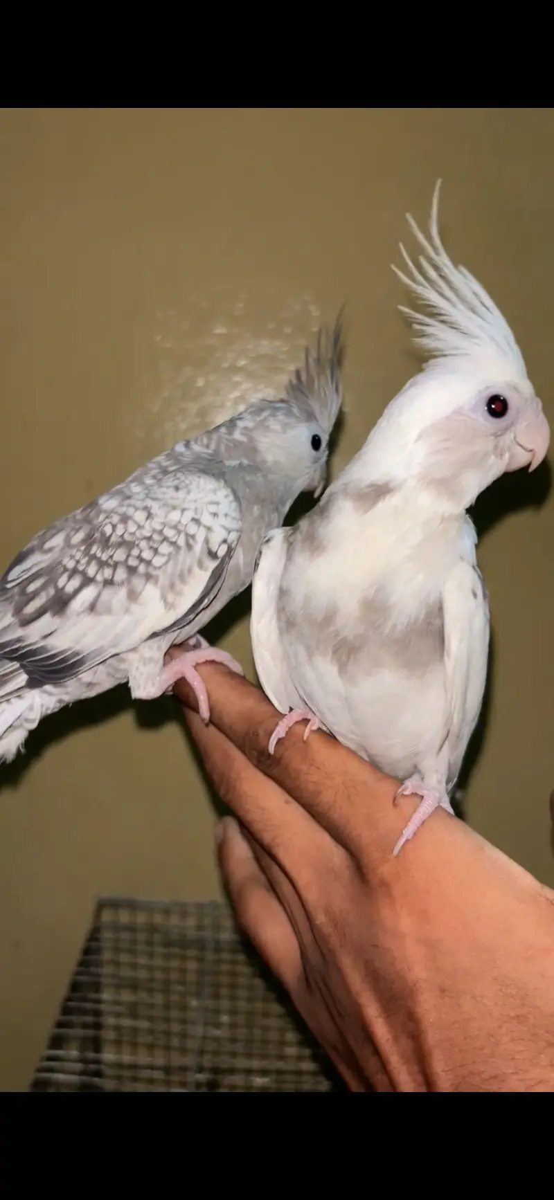 Hand tame cocktail — photo 4