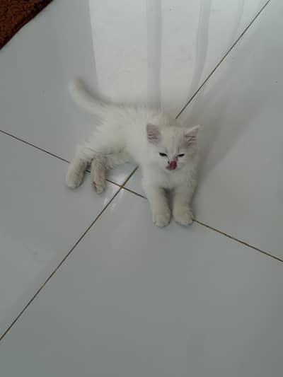 Cat sell