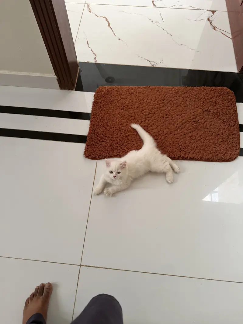Cat sell — photo 2