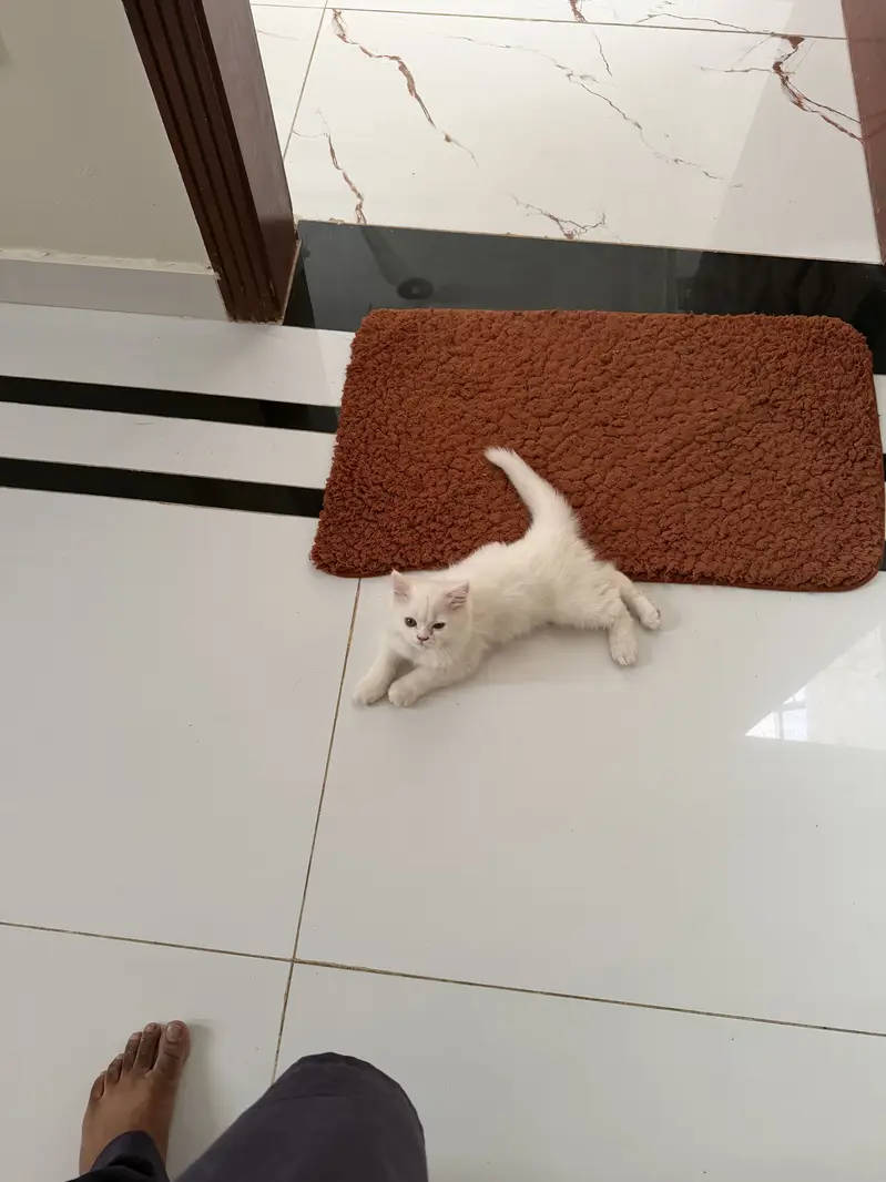 Cat sell — photo 3