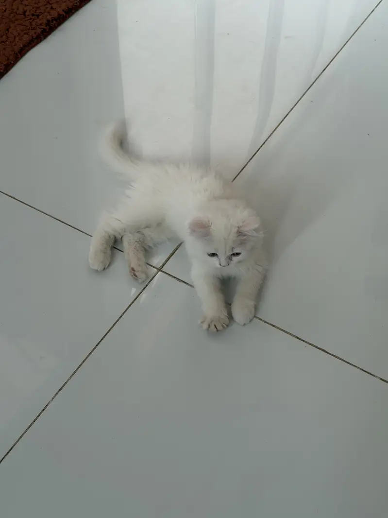 Cat sell — photo 4