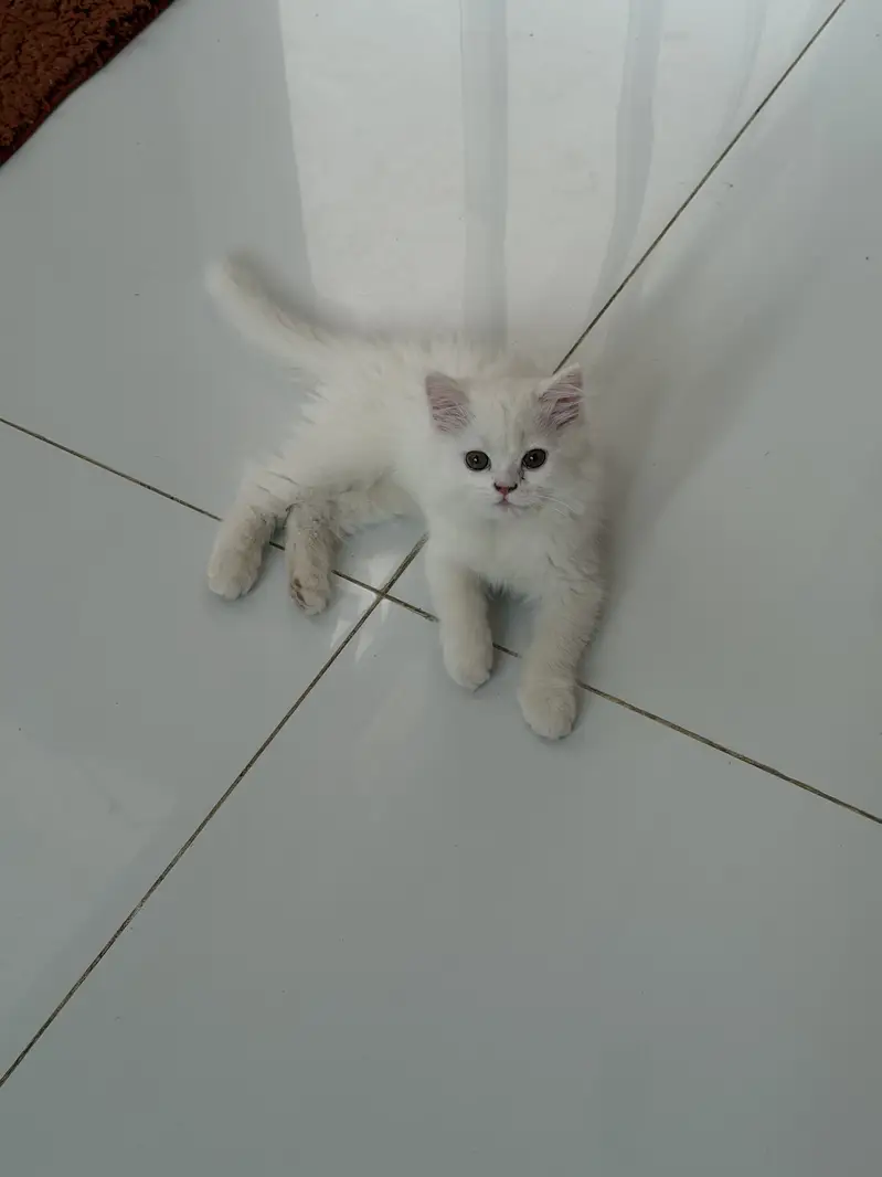Cat sell — photo 5