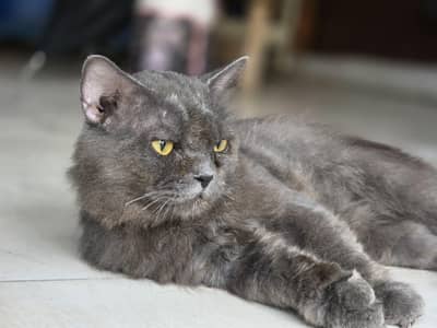 persion cat