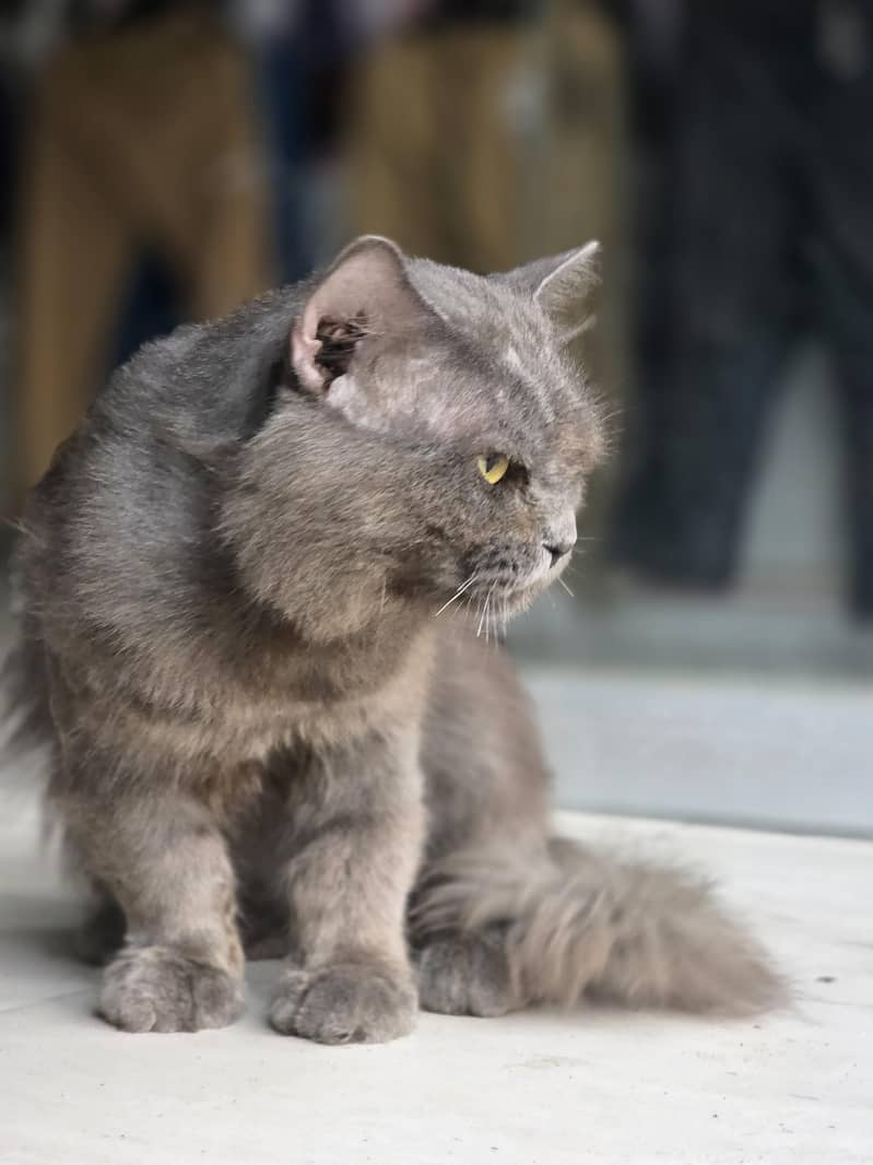 persion cat 1