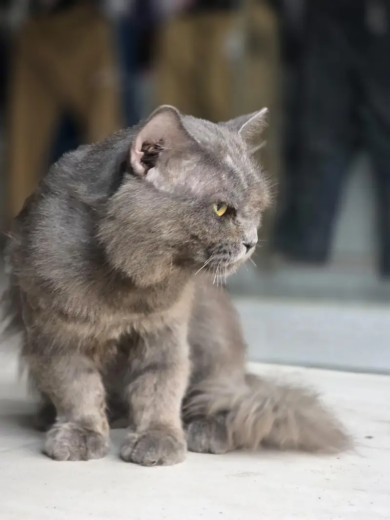 persion cat — photo 2