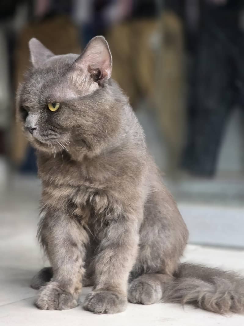 persion cat 3