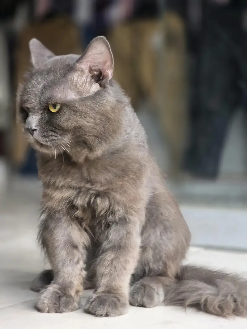 persion cat — photo 4