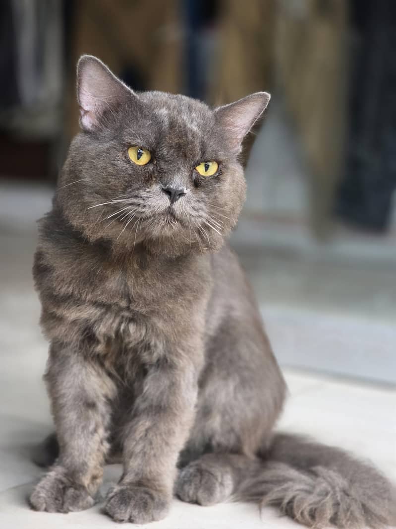 persion cat 4