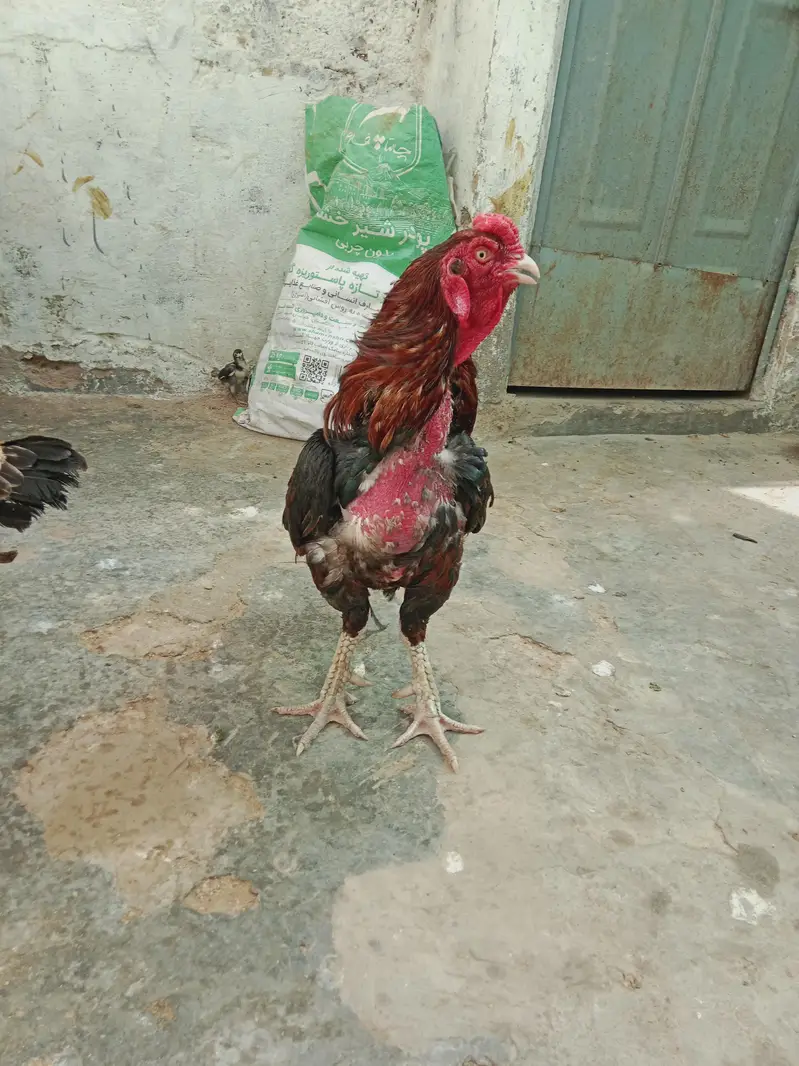 aseel amroha — photo 2