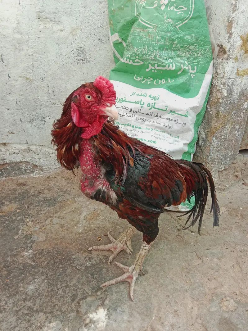aseel amroha — photo 3