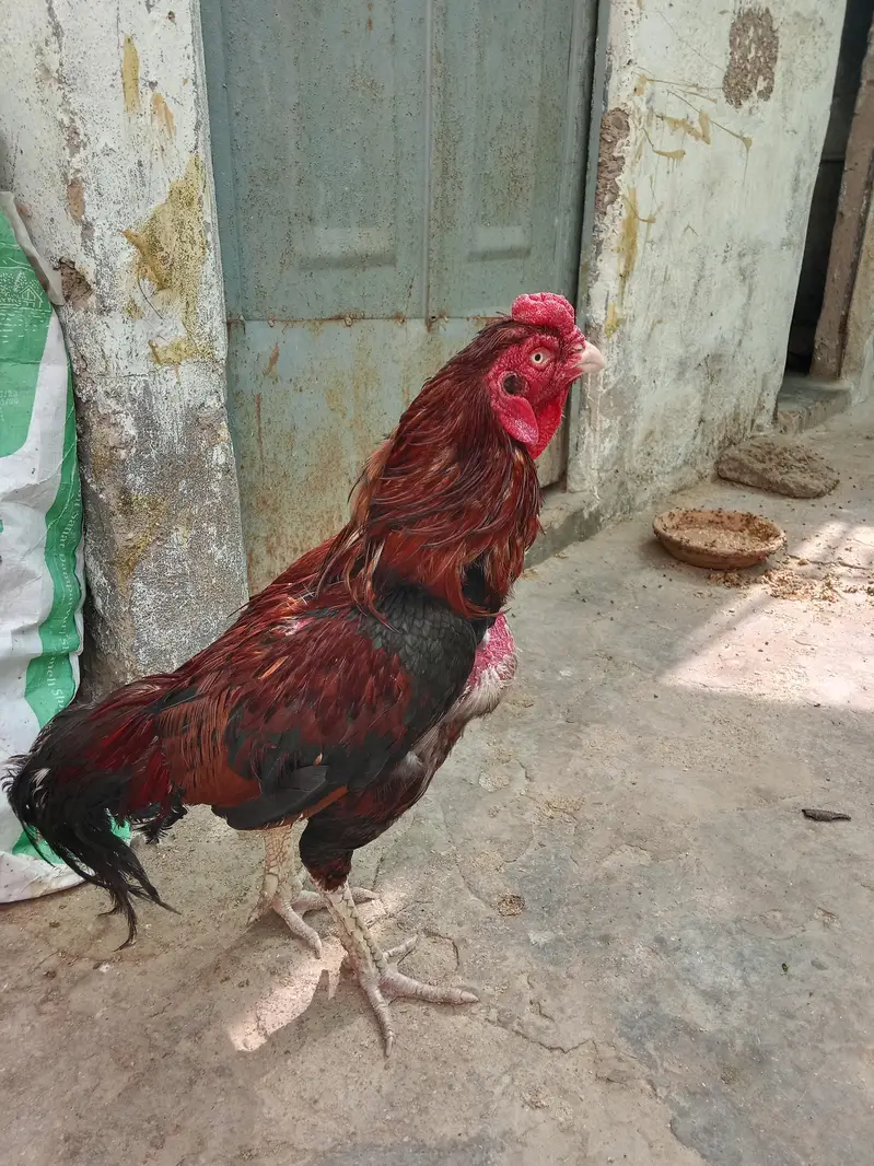 aseel amroha — photo 4