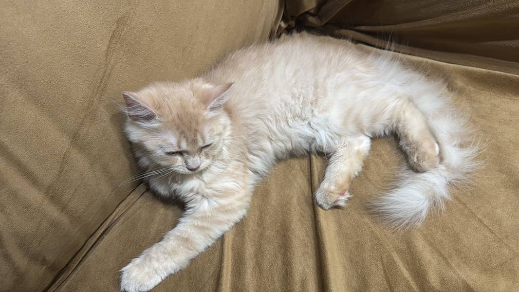 Caramel 0