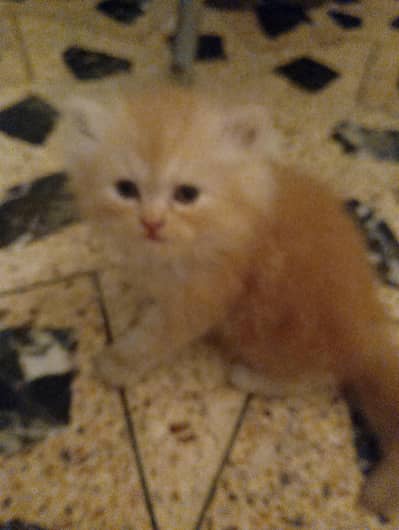 polite and loving kitten