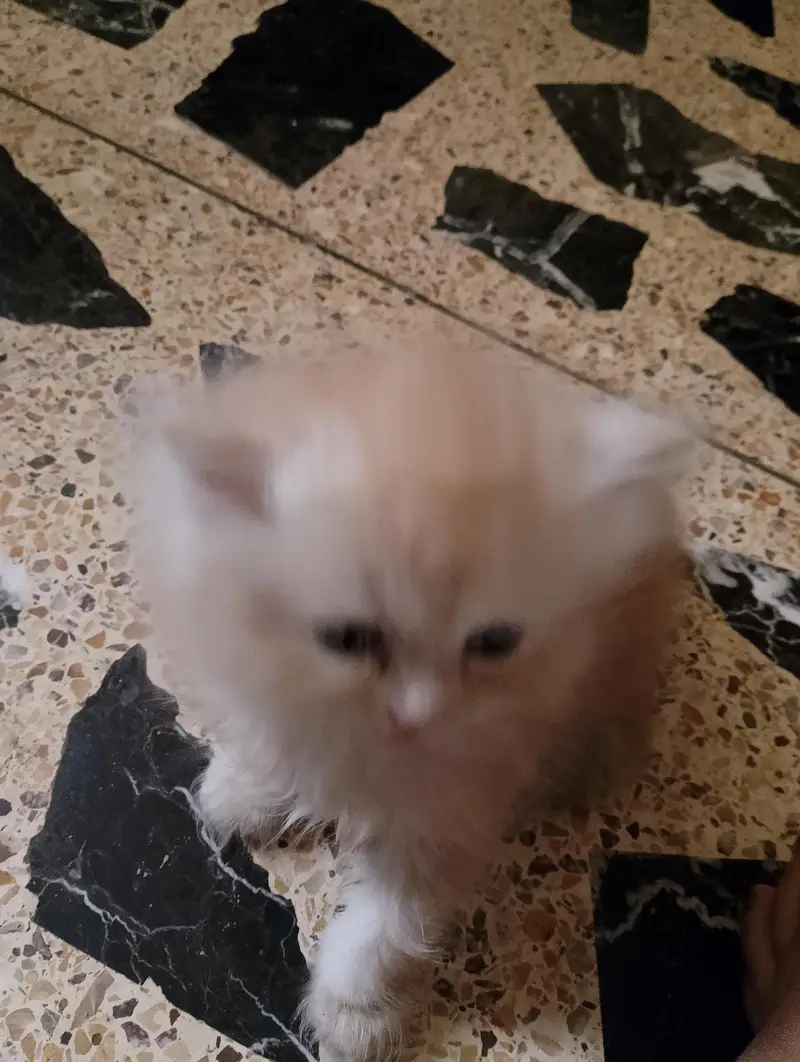 polite and loving kitten — photo 3