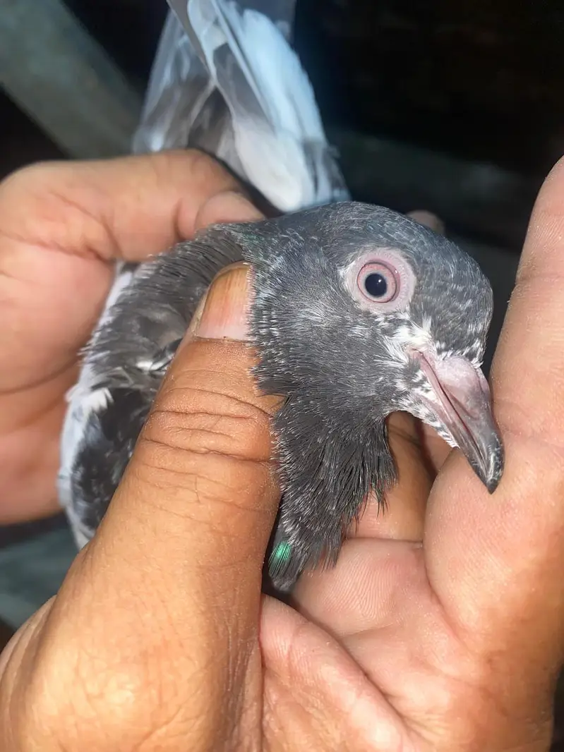pigeon — photo 2