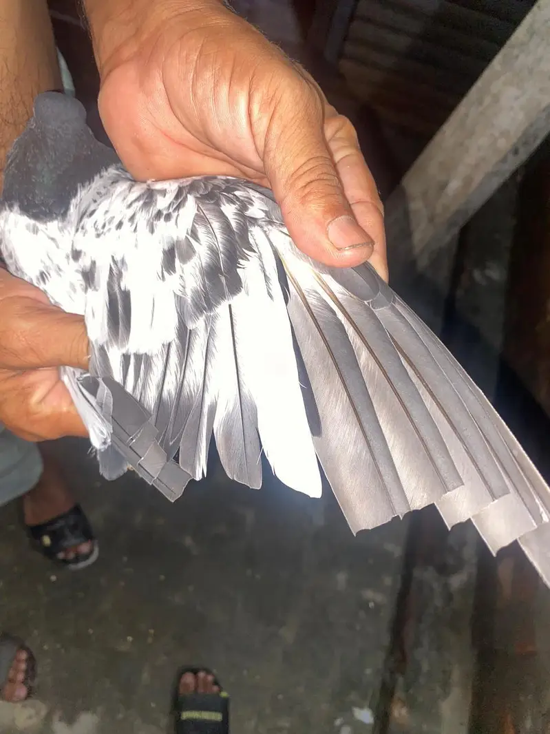 pigeon — photo 3